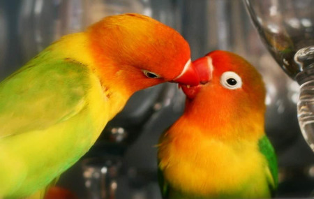 鹦鹉的饲养 为什么不能买未断奶的鹦鹉幼鸟