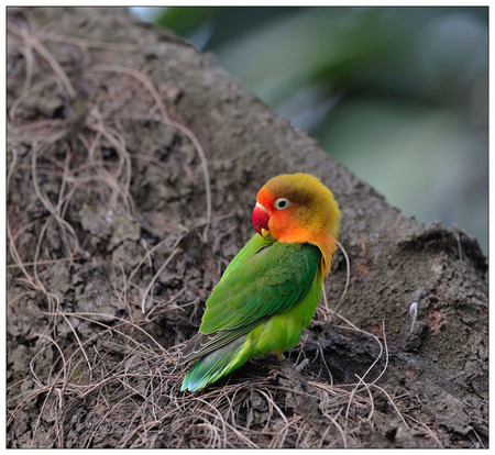 鹦鹉爱搞破坏怎么办 陪它们玩耍或者给玩具
