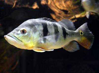 眼斑鲷吃什么 眼斑鲷的食量惊人