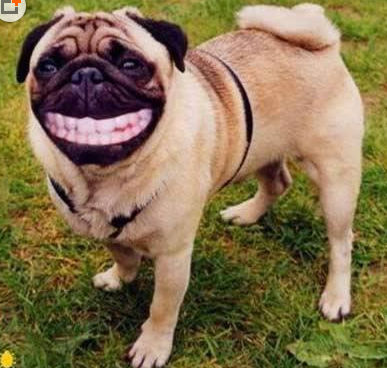 牙口好，吃啥都香