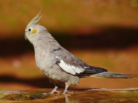 宠物鸟生病了怎么办 准备好养鸟的常备药品