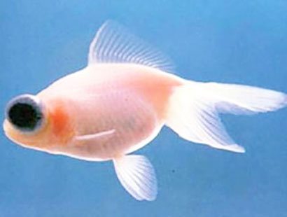 朱砂眼大蝶尾吃什么 合理的搭配食物