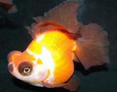 朱砂眼大蝶尾怎么养 掌握换水技巧