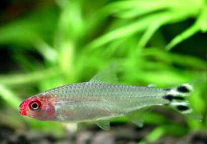 血翅鱼疾病怎么预防 饵料的控制和消毒