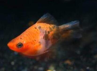 养鱼要用什么过滤好 选择合适的过滤方式