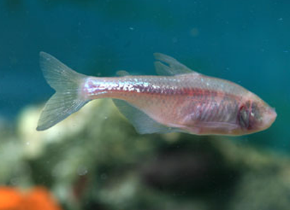 盲鱼怎么养 喜欢在黑暗的环境中摄食