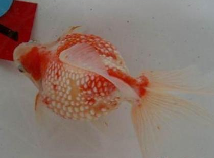 红白珍珠鳞的常见病及治疗 做好预防工作