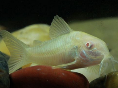 白鼠鱼吃什么 可以接受的食物种类较多