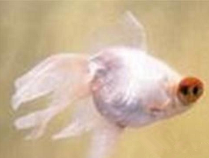 玛瑙眼怎么养 掌握适宜的密度