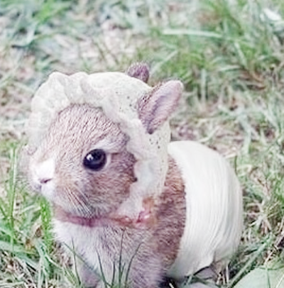 带小花帽的兔兔