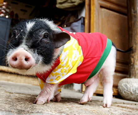 最时尚的的小猪猪