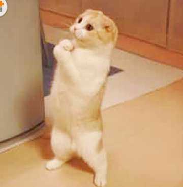 求你了嘛，给点吃的呗