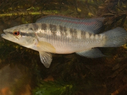 茅尖鱼常见疾病及治疗 建议隔离治疗