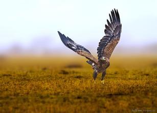 观赏鸟患了胰腺炎怎么办 要加强饲养管理