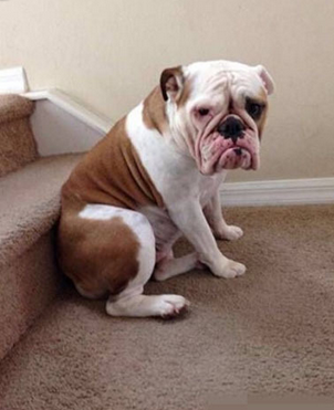 这个二汪长得好纠结啊..