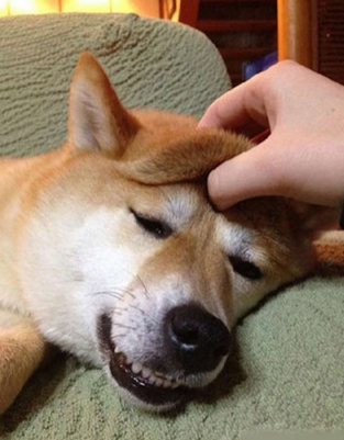 蠢主人真是没得可玩儿了