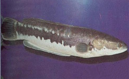 茅尖鱼疾病的原因 要保证水质的洁净