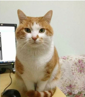 好乖、好端庄、好淑女的猫……呃，当我没说