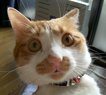 天然呆的喵星人