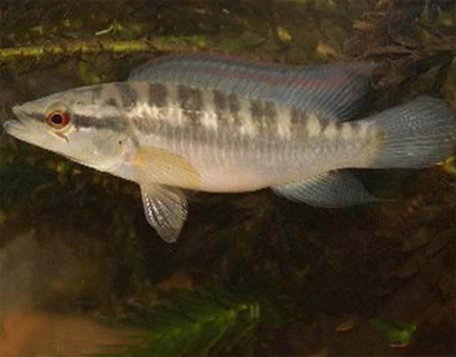 茅尖鱼吃什么 要适当的喂食活饵