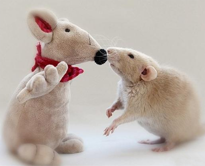 看清楚，这不是你同类！