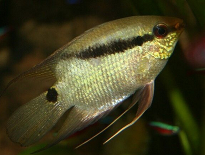 画眉鲷吃什么 多以动物性饵料为主