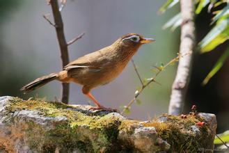 画眉鸟换毛期的养护 注意鸟儿换毛期的饲料