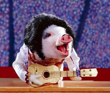 小猪都玩起摇滚了