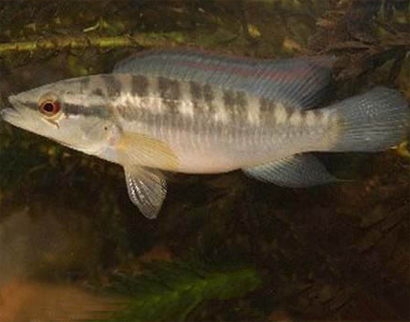 茅尖鱼的疾病怎么预防 保证饲料质量