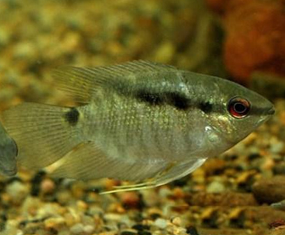 画眉鲷怎么养 该鱼能够适应多种水质