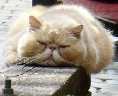 向前蠕动的胖猫