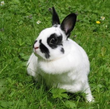 你的胡子长得真有个性