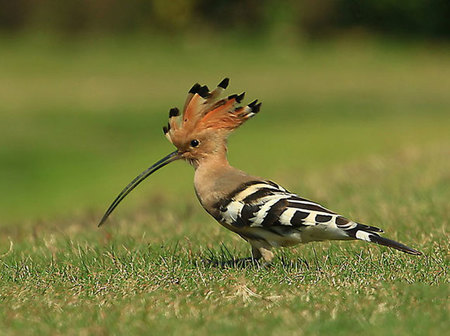 怎样训练小鸟回笼 宠物鸟回笼训练技巧