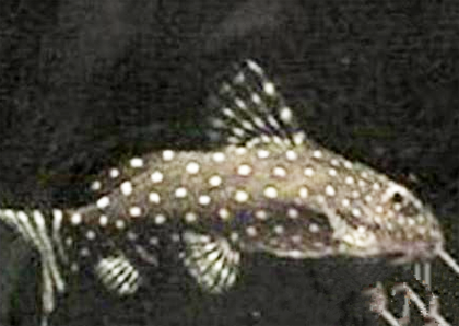 仙女鲶吃什么 也会摄食人工饵料