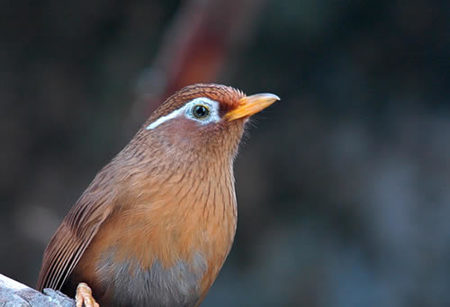 家庭如何饲养观赏鸟 三种常见鸟的喂养 
