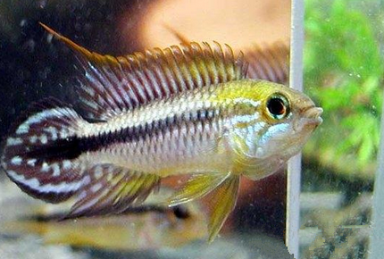 短鲷鱼怎么挑选 健康的短鲷游动灵活