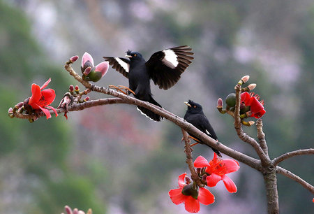 八哥雏鸟的喂养 育雏期要全力呵护雏鸟