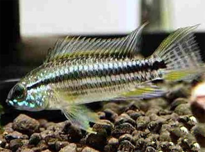 双带短鲷怎么养 繁殖及饲养都不难