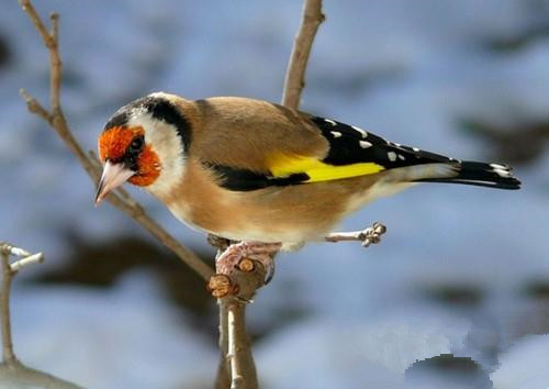 怎么养好画眉鸟 正确应对感冒尾脂腺发炎