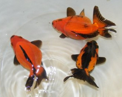 铁包金文鱼球怎么养 能适应很大的温差