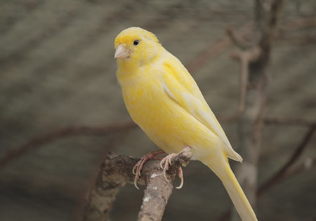 家庭如何饲养观赏鸟 三种常见鸟的喂养 