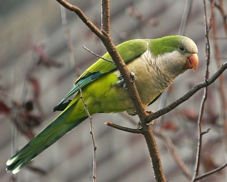如何判断鹦鹉健康状况 可通过排泄物判断