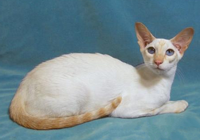 重点色短毛猫的价格 该猫的价格较高