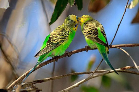 怎么训练虎皮鹦鹉 在家也能轻松驯服