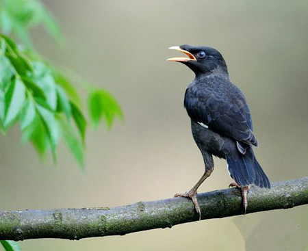 如何训练八哥回笼 运用食物来训练回笼
