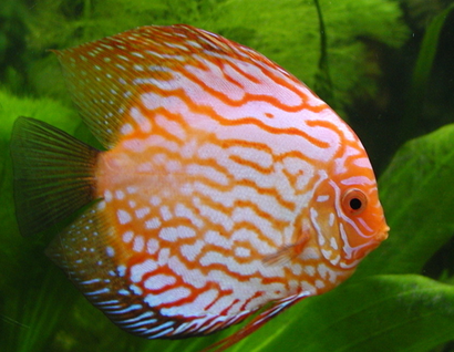 热带鱼怎么换水 换水时要控制好温差