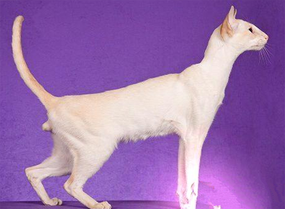 重点色短毛猫掉毛怎么办 注意毛发的养护