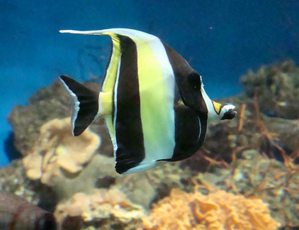 热带鱼怎么喂食 根据水质制定喂食量