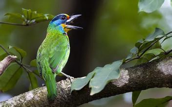 鸟繁殖需要哪些饲料 提供充分的蛋白质