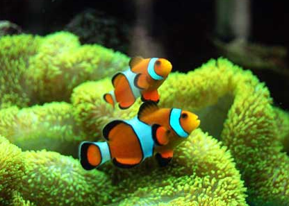 海水鱼吃什么 观察鱼只的摄食状况